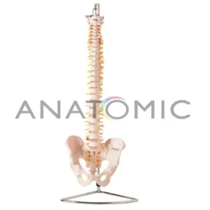 COLUNA VERTEBRAL FLEXIVEL EM TAMANHO NATURAL ANATOMIC